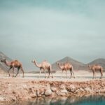 SiPAFI WANGGUDU dan Kompetensi Tenaga Kefarmasian: Tantangan dan Peluang